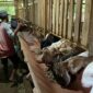 BUMDes Gending Lestari kembangkan ternak kambing